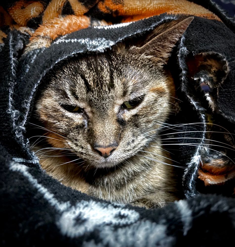 Torbie colored cat faced toward the camera, grumpy expression. She has a blanket around her head.