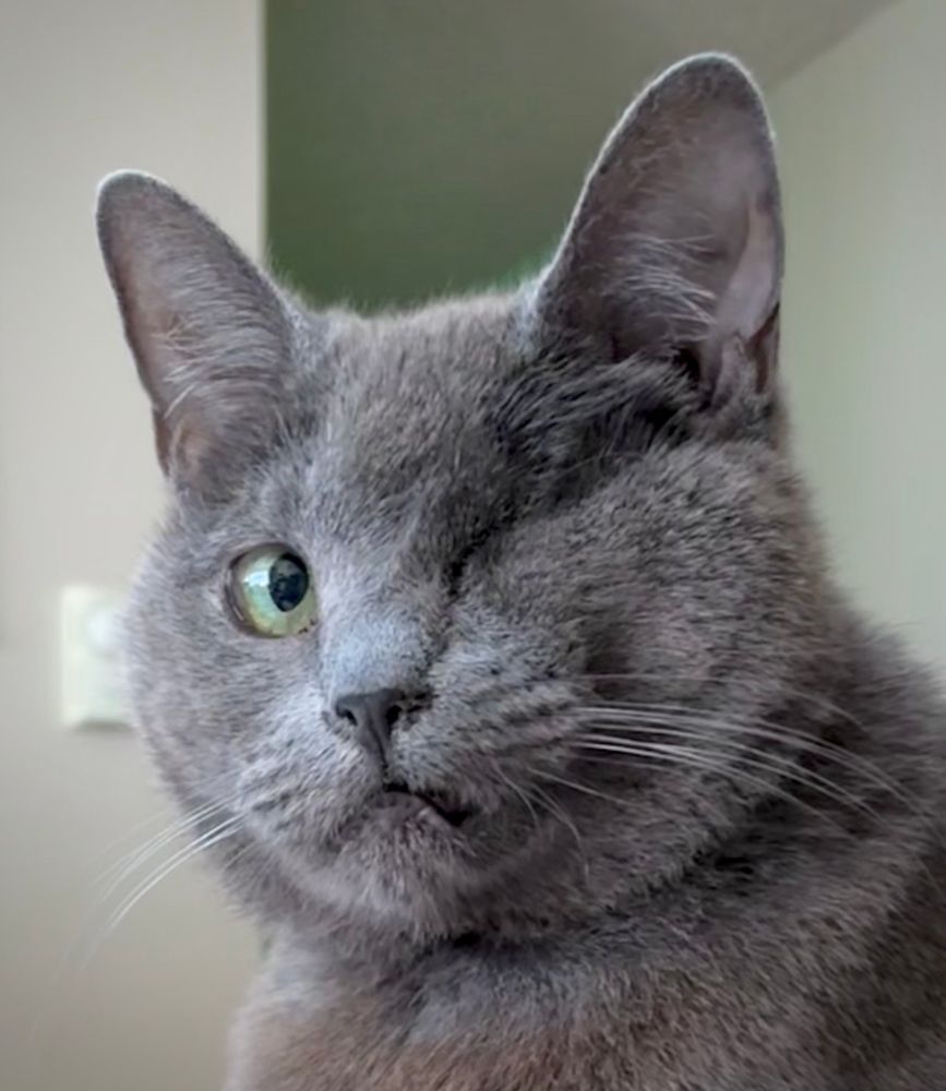Grey cat faced toward camera, cream colored walls behind. Neck and head visible.