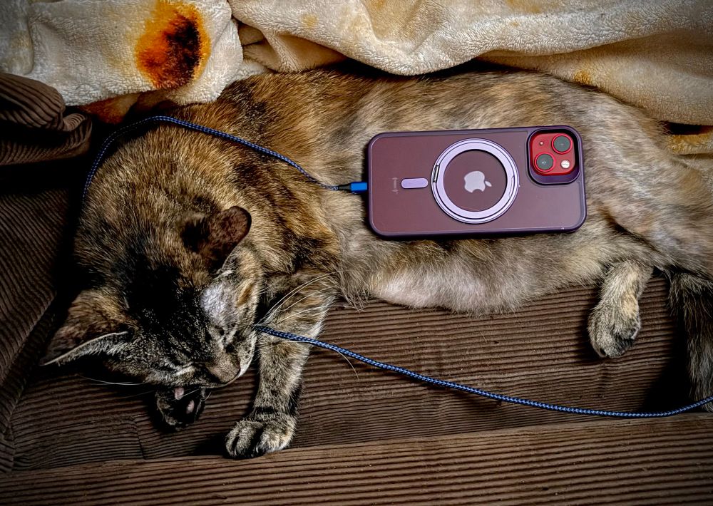 Torby colored cat laying on her side with a phone charging on her belly.