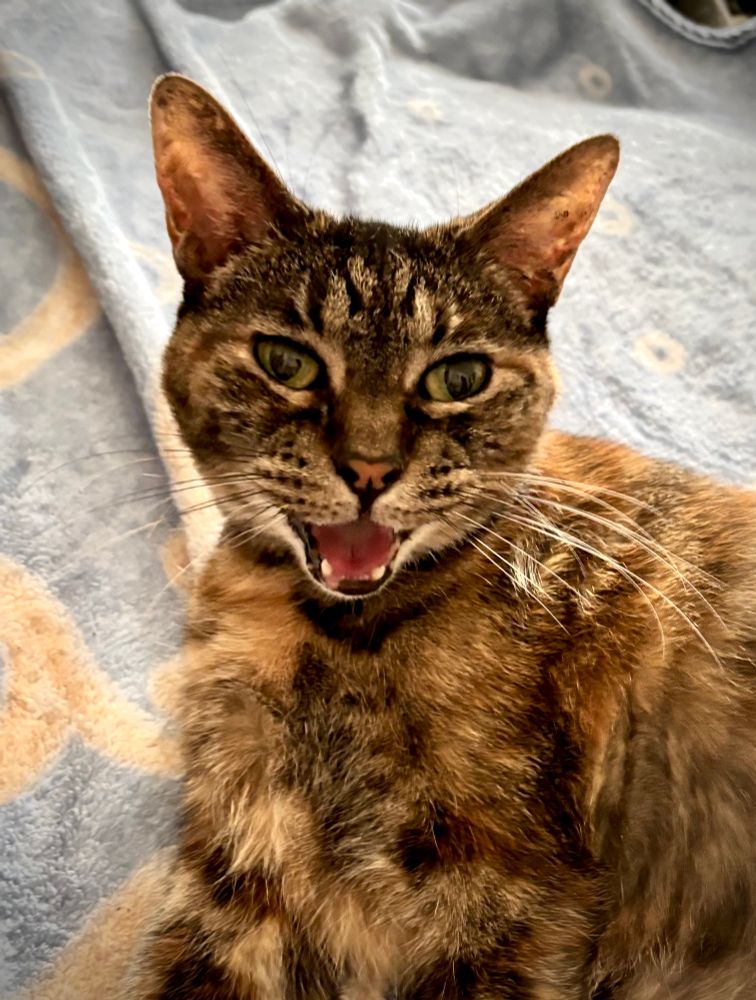 Torbi colored cat looking right at camera, mouth open in apparent joy. She’s laying on her side on a blue blanket.