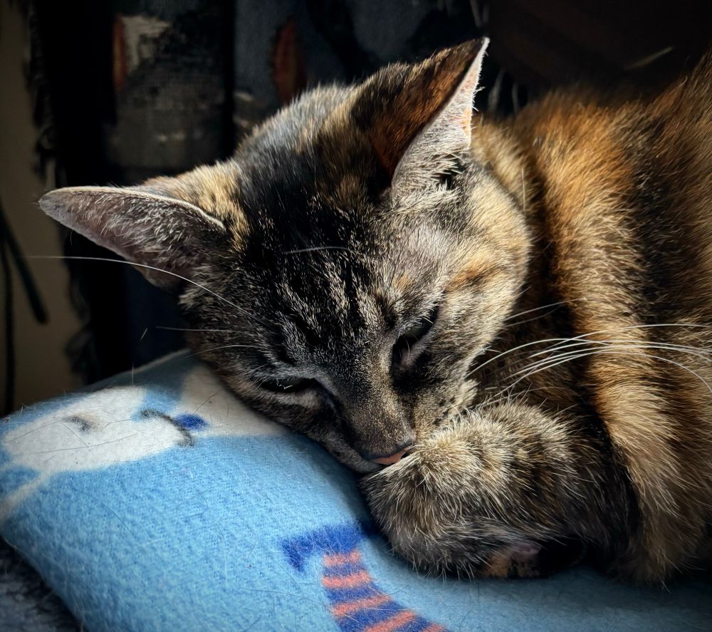 Sleepy Torbi colored cat front paw tucked under her chin. She’s laying on a vibrant blue blanket, ears relaxed, squinting at the camera.
