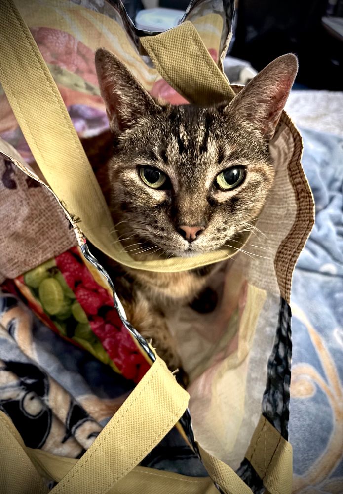 Torby cat looking at camera while she’s inside a reusable grocery bag.