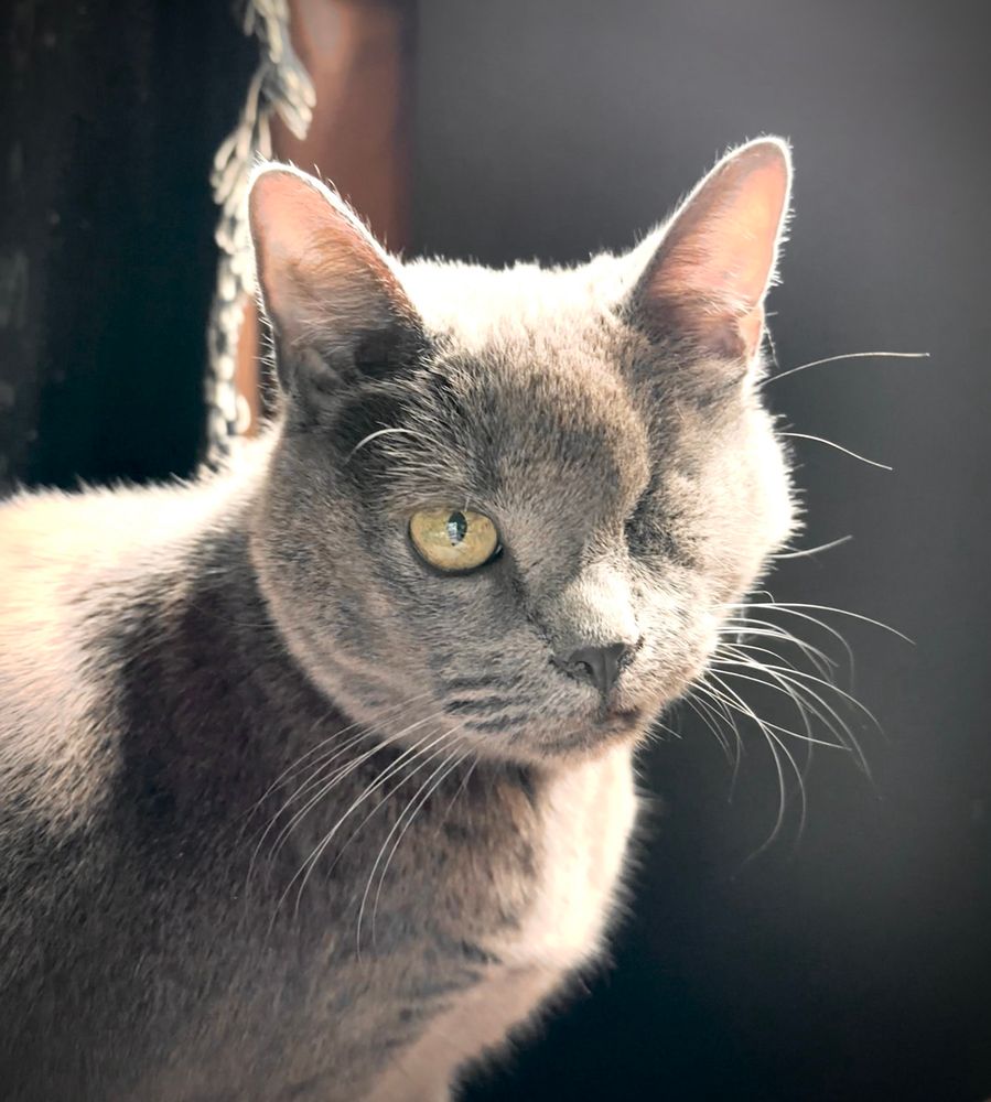 Grey one eyed cat faced toward camera. Head and upper half of torso in frame. Back lit from window.