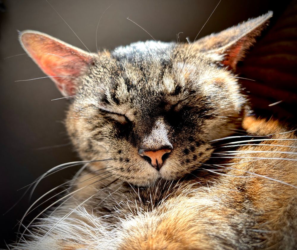 Torby colored cat relaxing in sunlight.