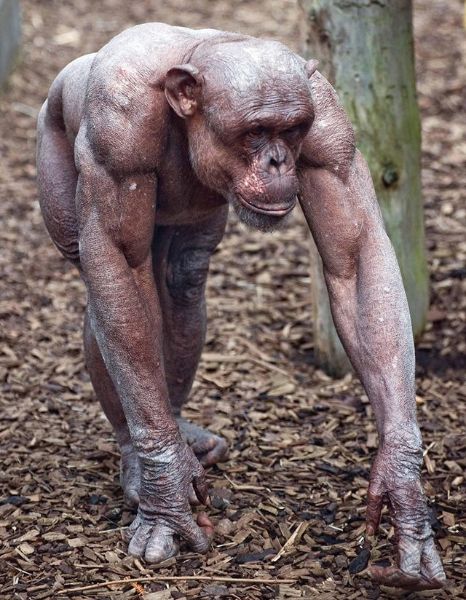 Photo of RFK Jr. No, wait! It's a hairless chimp.