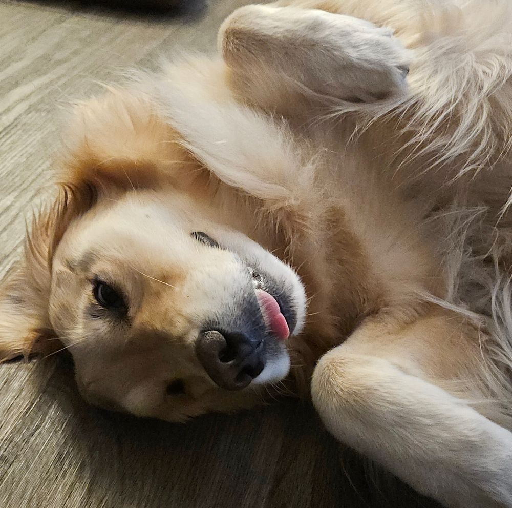 A Golden Retriever lying partially on her back with her front legs bent and her tongue sticking out.