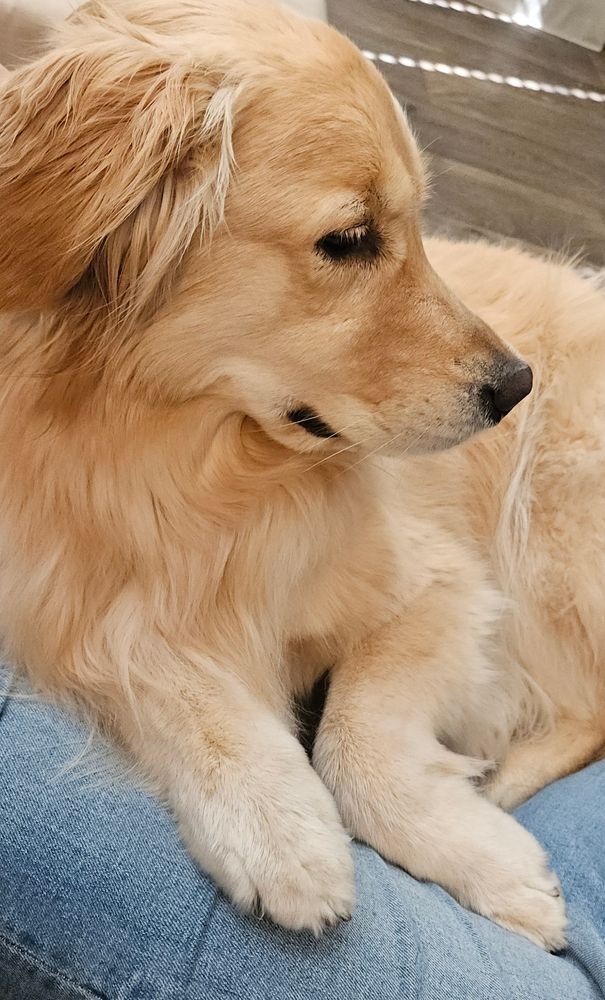 A side shot of a Golden Retriever curled up in a woman's lap, relaxed. Other than her denim-covered legs, the woman is out of view.