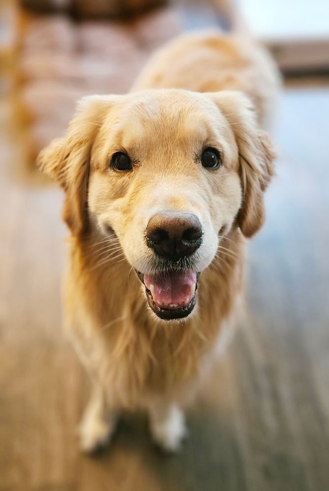 A Golden Retriever looking at the camera with a big smile on her face.