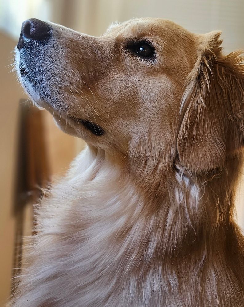 A profile photo of a Golden Retriever gazing up at an open window. 