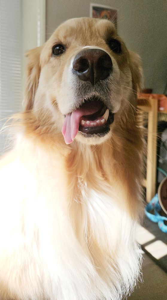 A Golden Retriever sitting and looking at the camera with her tongue hanging from the side of her open mouth. Her chest is particularly floofy today.