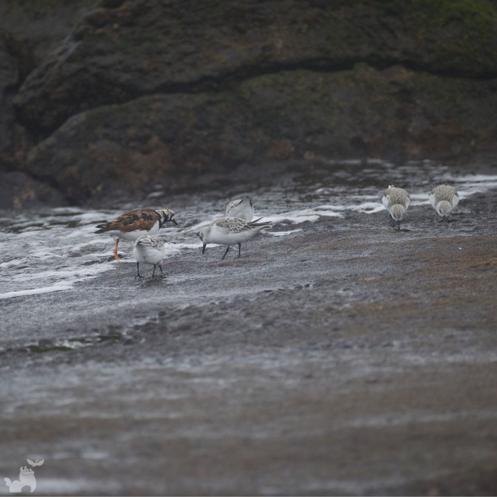 A Ruddy Turnstone stands vigilantly over a group of foraging Sanderlings, like a strict lunch proctor overseeing mealtime. Photo by Wendy Dembowski.