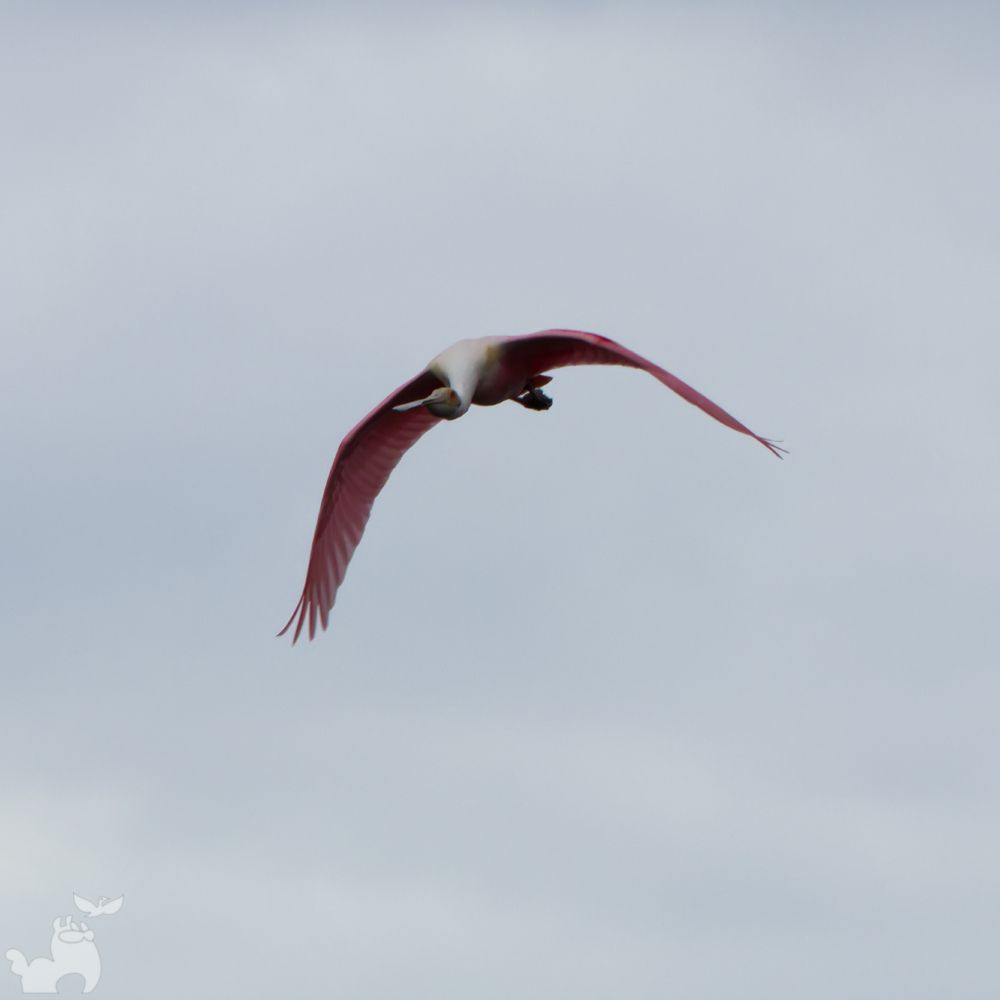 A Roseate Spoonbill with vibrant pink plumage and a distinctive spoon-shaped bill is captured mid-flight against a pale, overcast sky, wings gracefully arched. Photo by Wendy Dembowski.