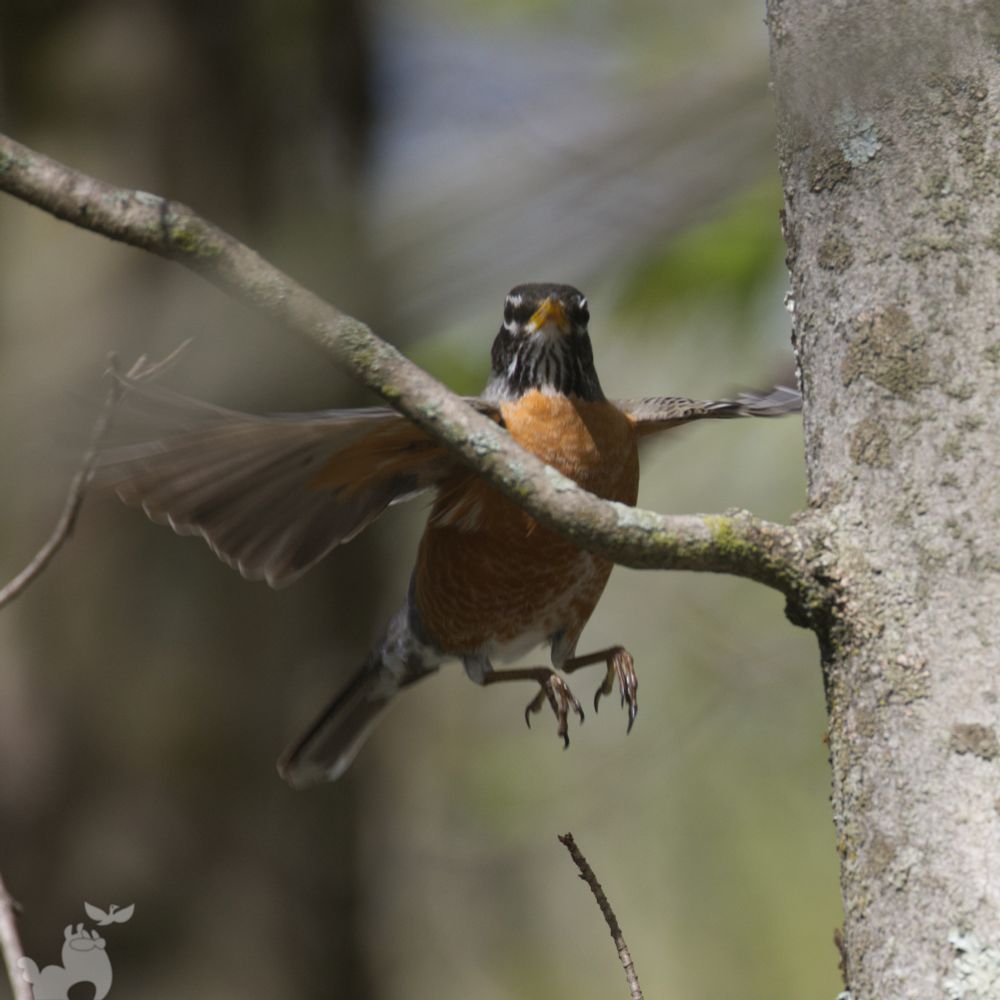 An American Robin hops away from a branch with a grumpy, annoyed expression, looking like it's escaping an awkward Thanksgiving conversation.