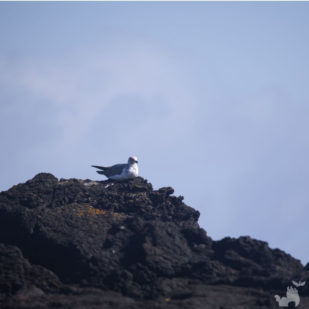 A Yellow-legged Gull enjoys peak relaxation, sitting calmly by itself on a dark volcanic rock perch.