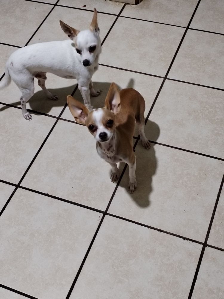 Two tiny chihuahua dogs, one staring at the cámara and the another one watching the souls of the humans