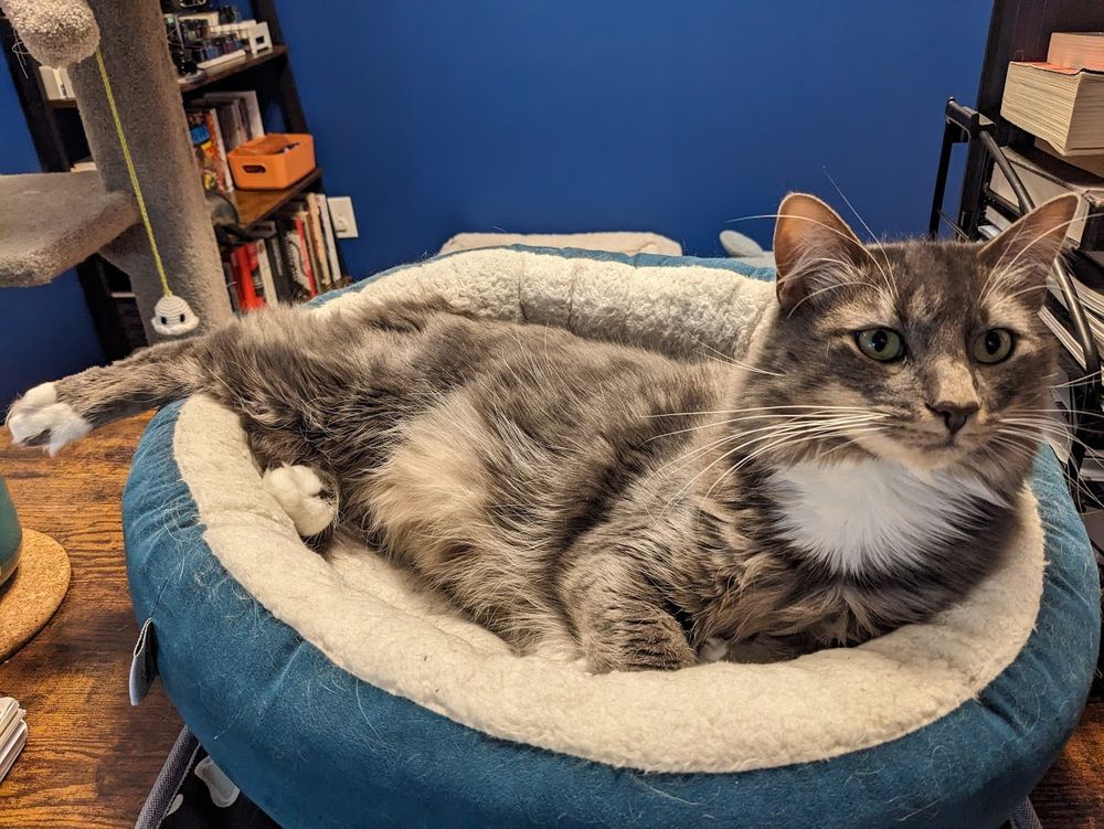 me, fiasco, a fluffy grey tabby, lying on my front in a round green cat bed with a fuzzy white lining, sticking one leggy out for some reason over the edge. the other 3 legs are tucked inside bed.