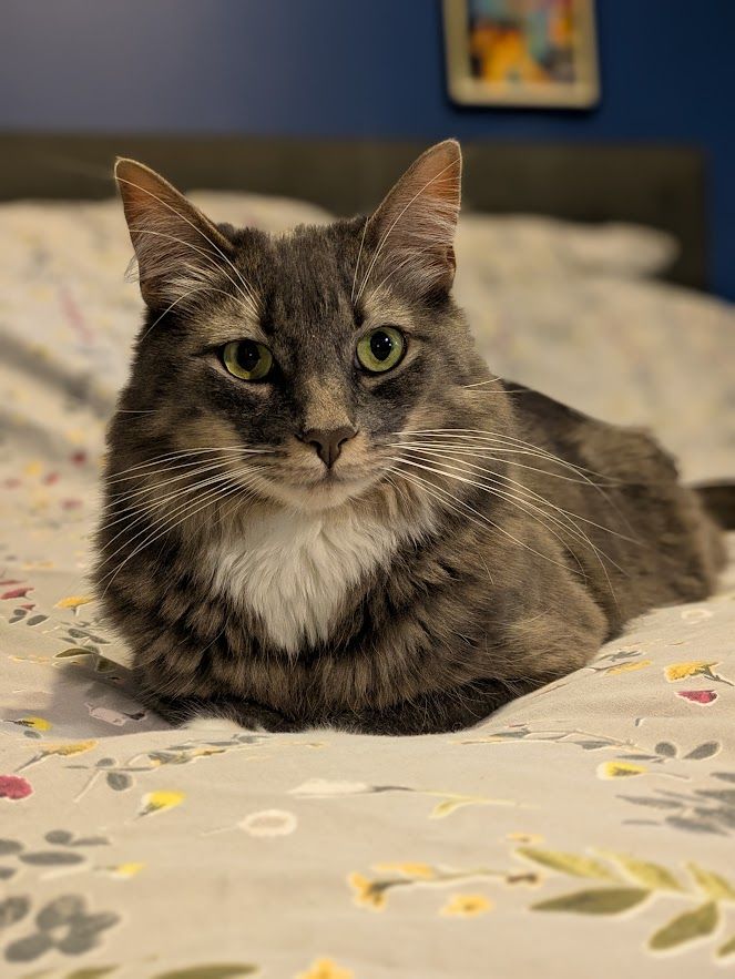 me, fiasco, a fluffy grey tabby, sitting not quite loafed on a pale blue duvet cover with a floral pattern on it. my little white toes are juuuust visible under my chest.