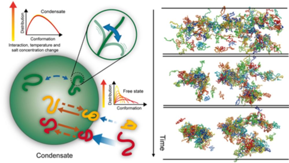 Balancing thermodynamic stability, dynamics, and kinetics in phase separation of intrinsically disordered proteins