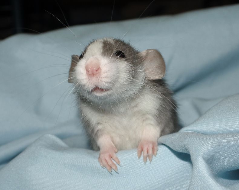 A small baby roan dumbo girl rat called Lupin is smiling at you while sitting on a pale blue blanket.