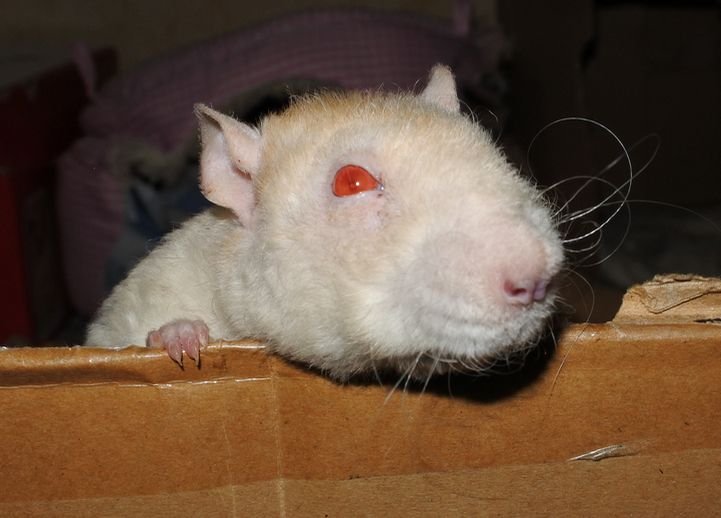 A rex ginger boy rat called Frizzle greets you.