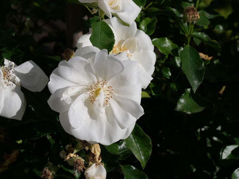 Pure white rose blooms with a hint of cream at the center, nestled in a lush garden setting with some petals beginning to wilt.