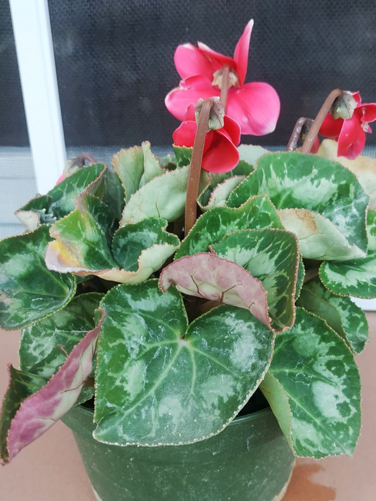 Cyclamen en floración 
