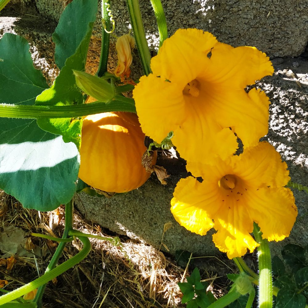 Planta de calabaza con flores y fruto 