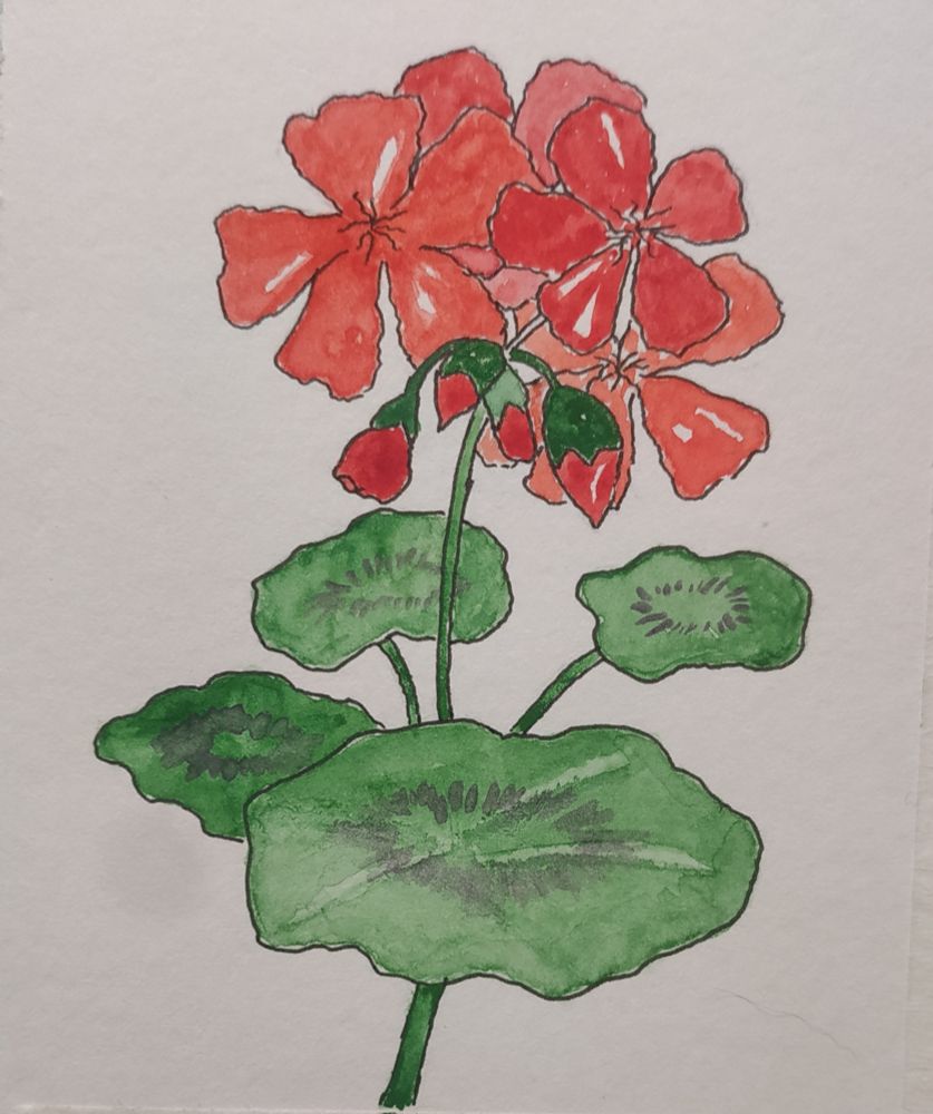 Dibujo a tinta y acuarela de unas hojas y flores de un geranio 