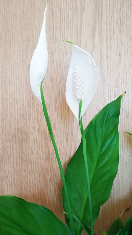 Fotografía de un Spathiphyllum