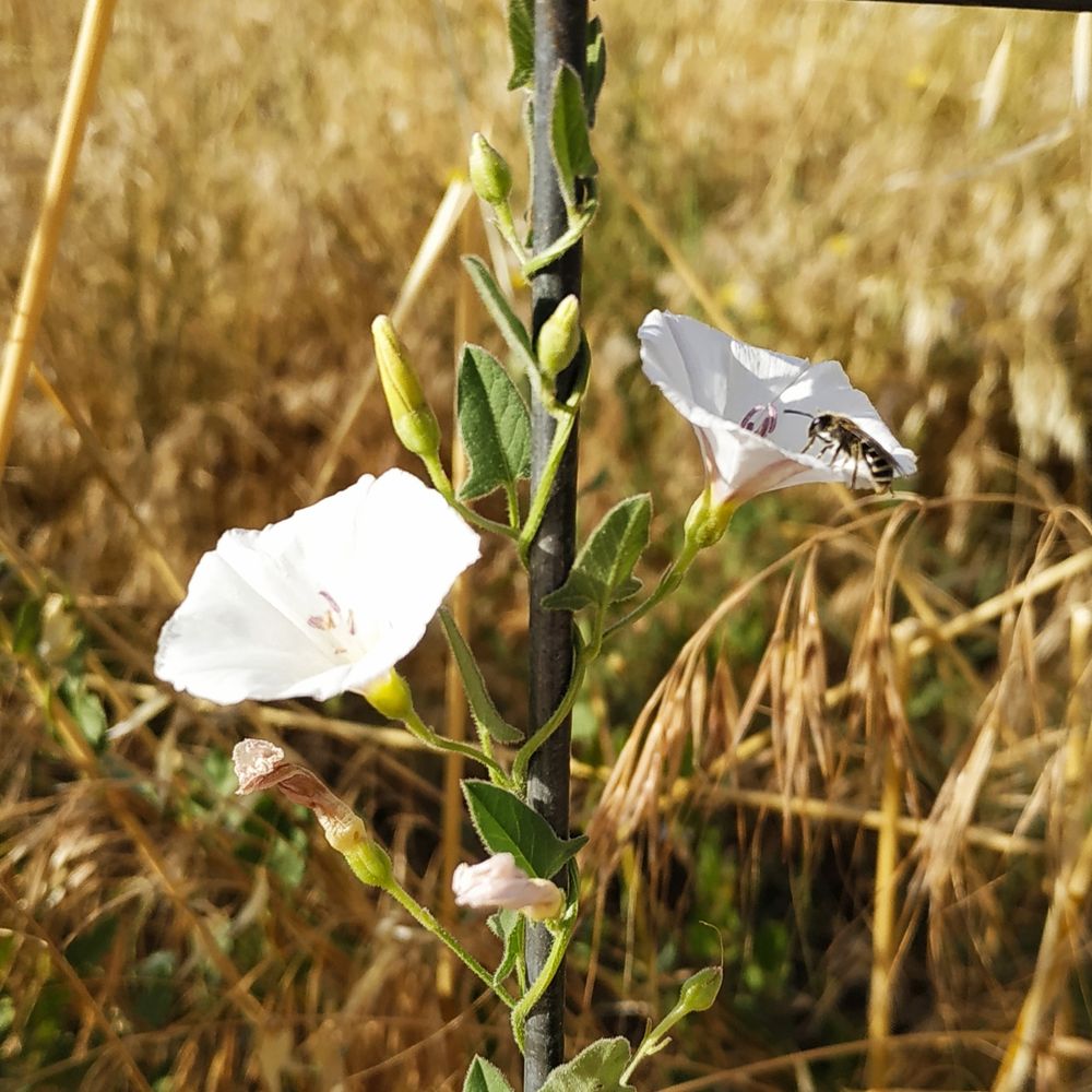 Tallo de correhuela trepa por una vara de metal con dos flores abiertas y una abeja en una de ellas