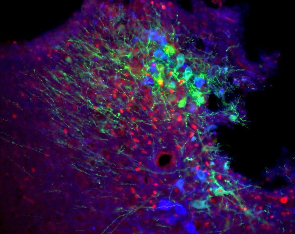 Great Wave of neurons