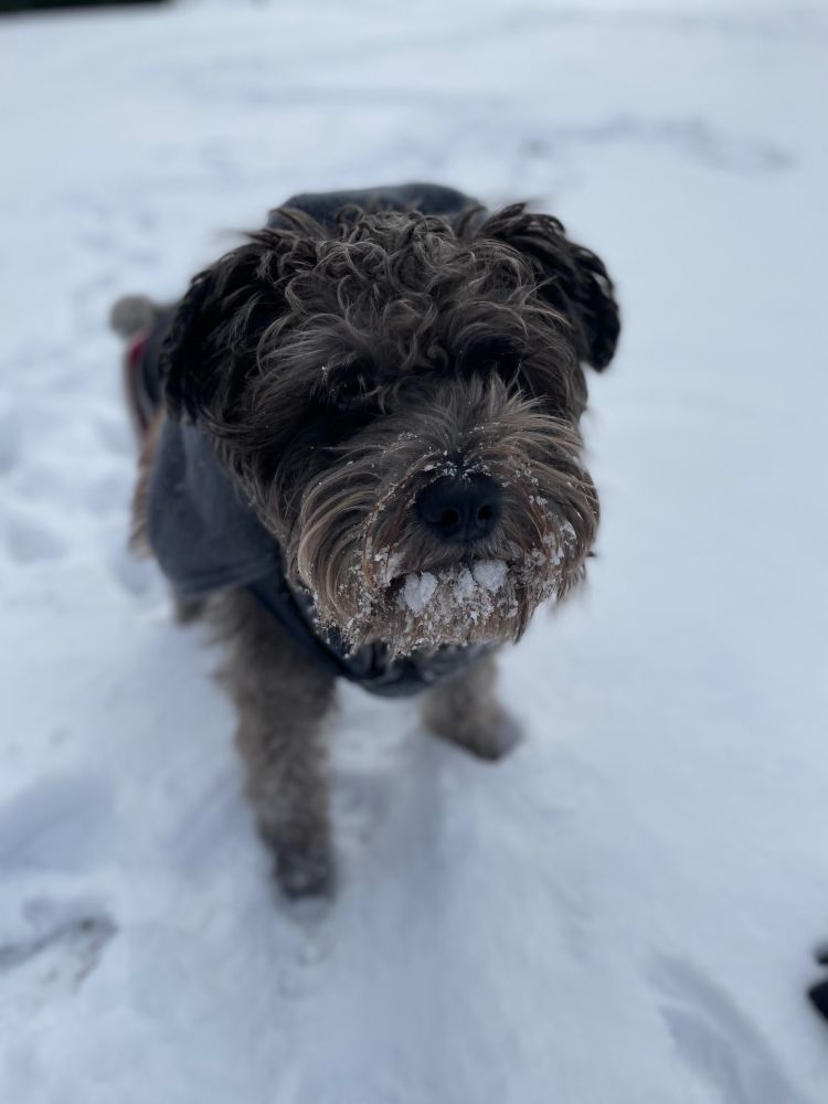 Unusually adorable dog in the snow. 