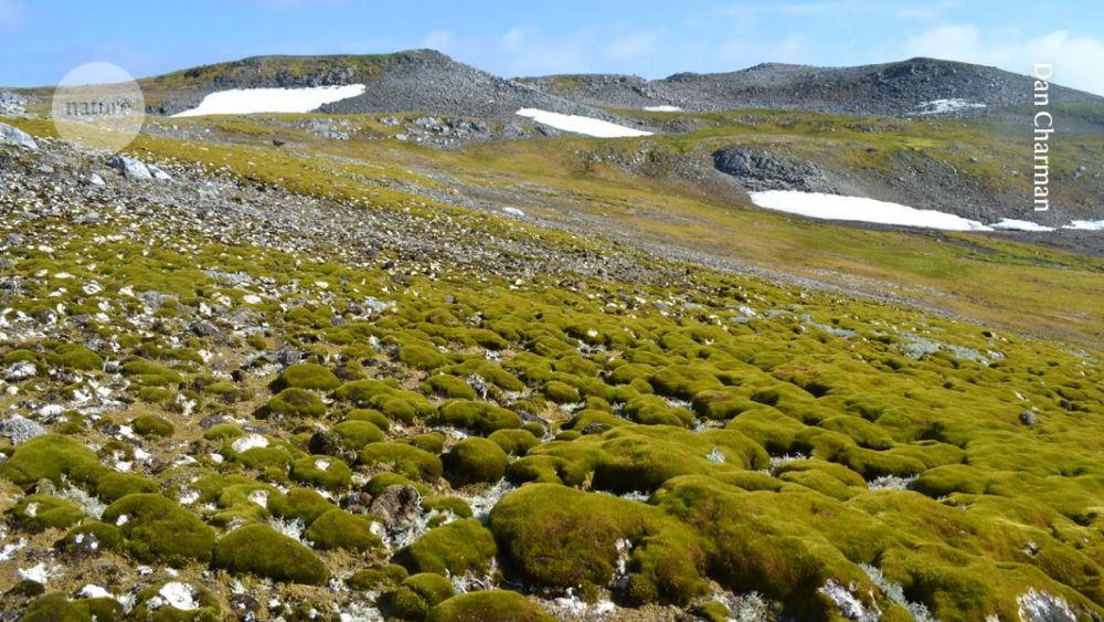 Believe it or not, this lush landscape is Antarctica