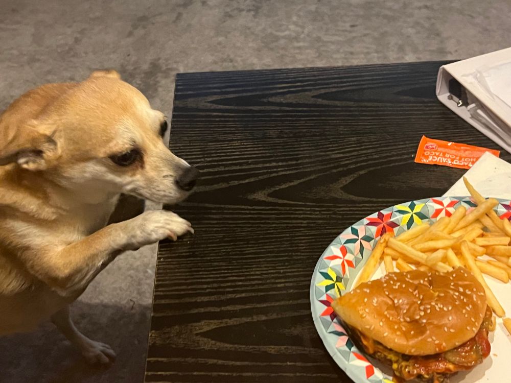 Tan chihuahua begging for a half eaten McDonald quarter pounder 