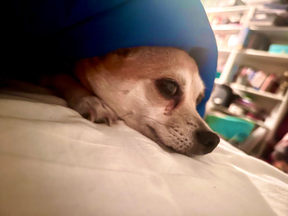 Tan and white chihuahua snuggles in warm comforter on top of a white linen bed. Dogs named Freddie. 