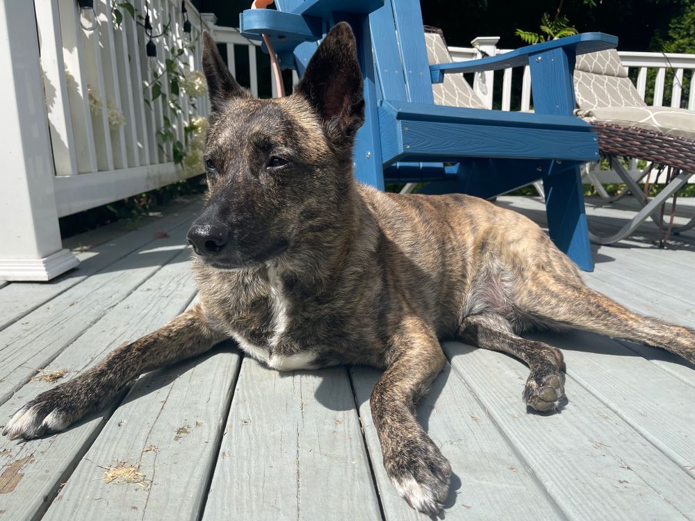 Brindle cattle best sale dog mix