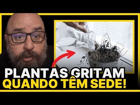 ESTUDO INCRÍVEL sobre COMUNICAÇÃO das PLANTAS