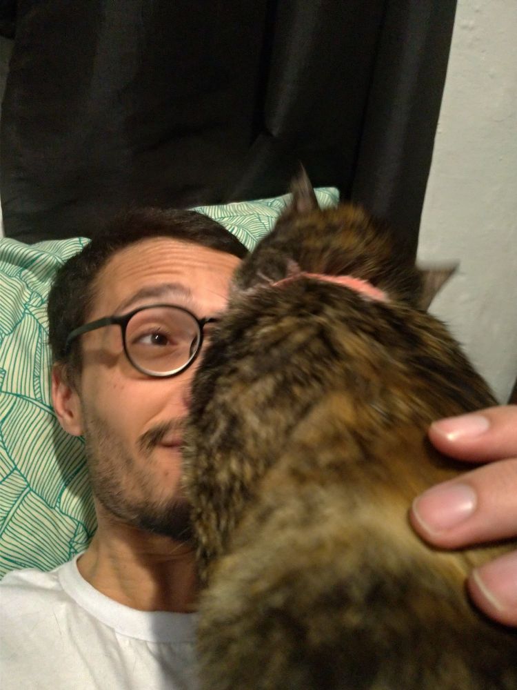 minha gata lambendo minha testa 