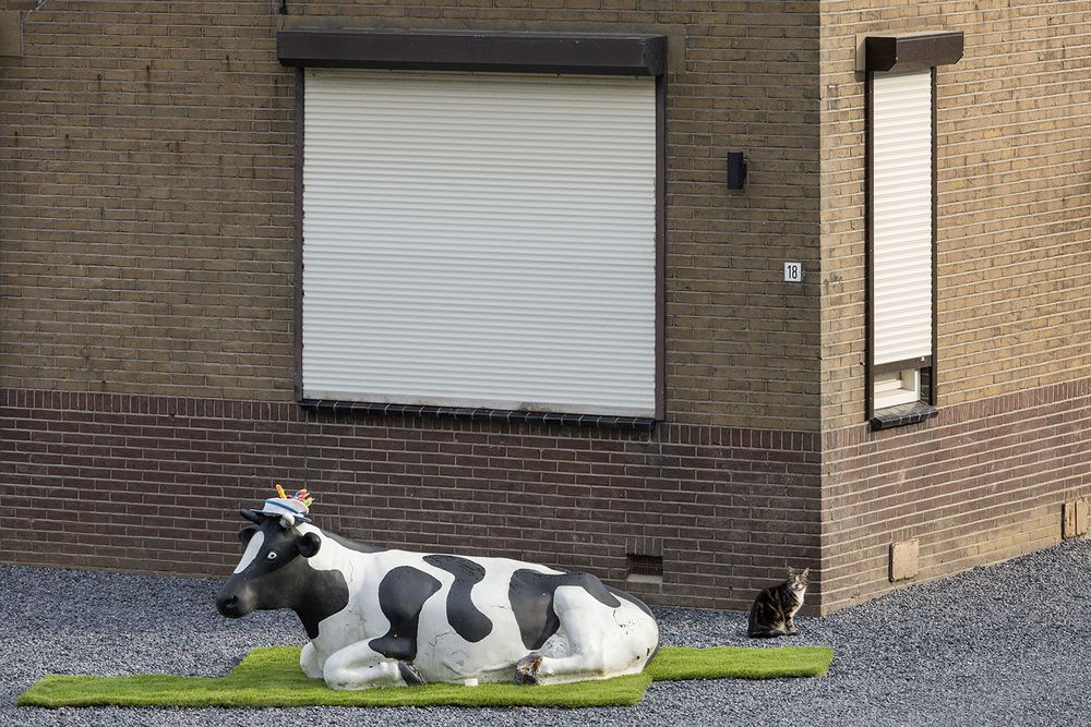 Een nepkoe met een stom feesthoedje op nepgras, op grijs grind, met een huis erachter waarvan je 2 dichte ramen ziet. En een kat, achter de koe.
