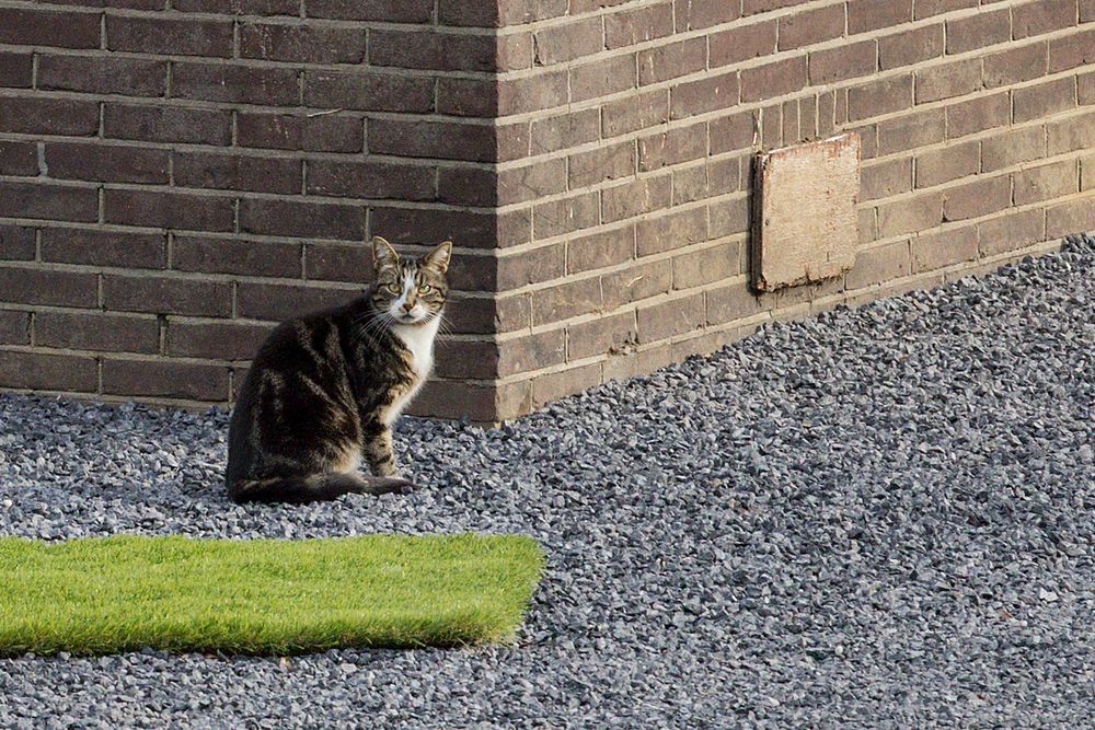 Een uitsnede, waar je ziet dat de kat boos kijkt.