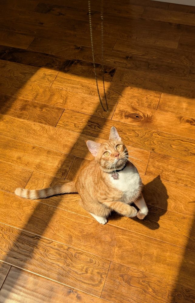 gentle little orange tabby looking up with big yellow eyes up at a dangling chain 