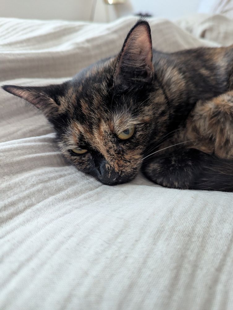 tortie, sleepy, eyes barely open, arms folded under like she is displeased