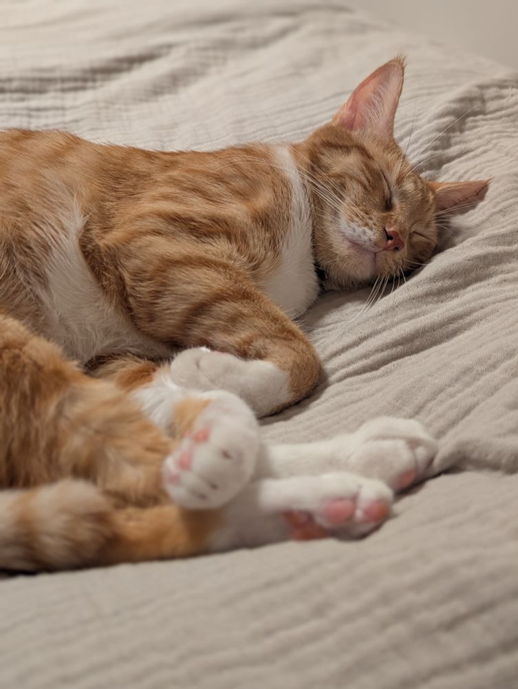 orange tabby sleeping 