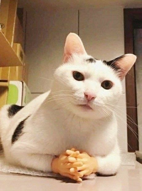 A cat sitting in a loaf position looking down judgementally with steepled doll hands placed in front of the cat