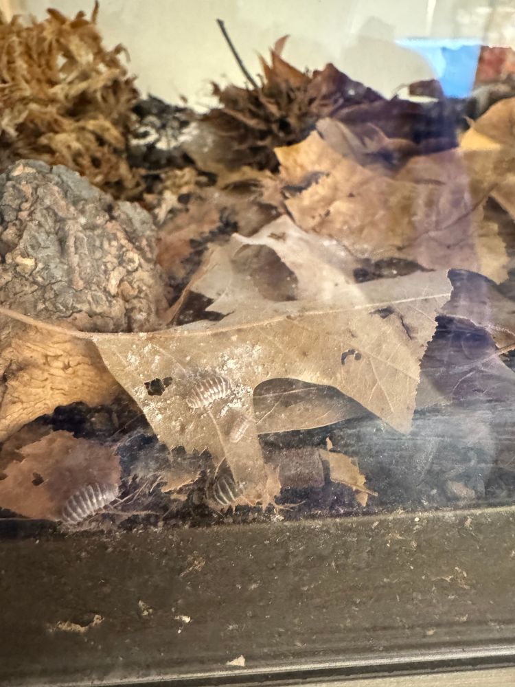 A couple of light brown Chocolate Zebra isopod babies on a leaf eating calcium powder, with darker chocolates below them. 