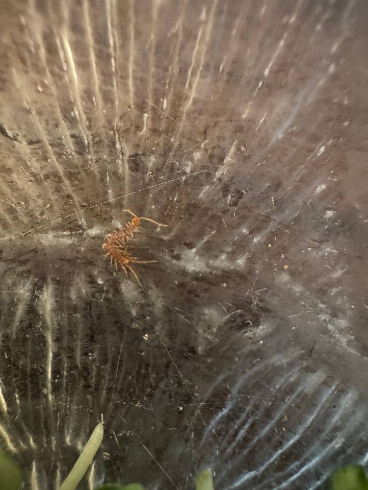 A glass dish with a very tiny baby centipede I fished out of my Magic Potion isopod bin. An unwelcome sight in an isopod bin. 
