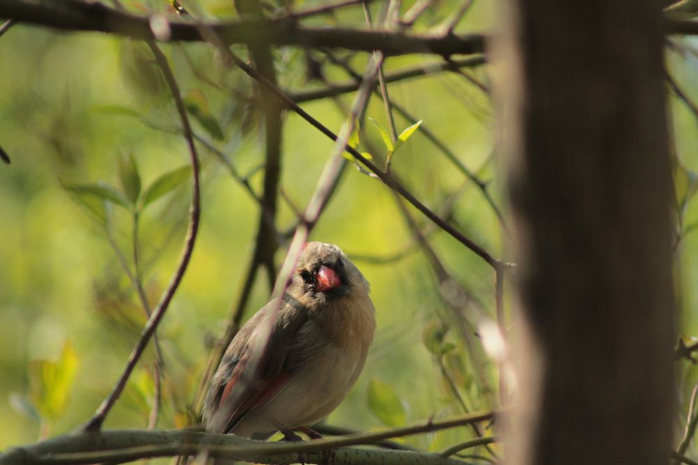 A green-gray female cardinal with a reddish beak looking towards the camera doing the cutest face.