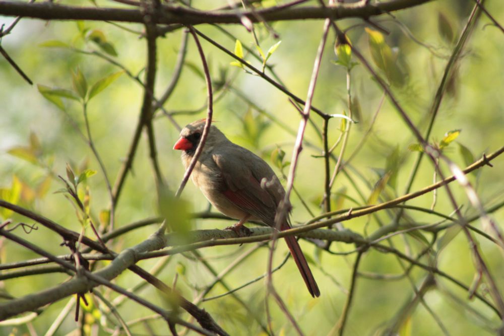 A green-gray female cardinal with a reddish beak, showing her backside.