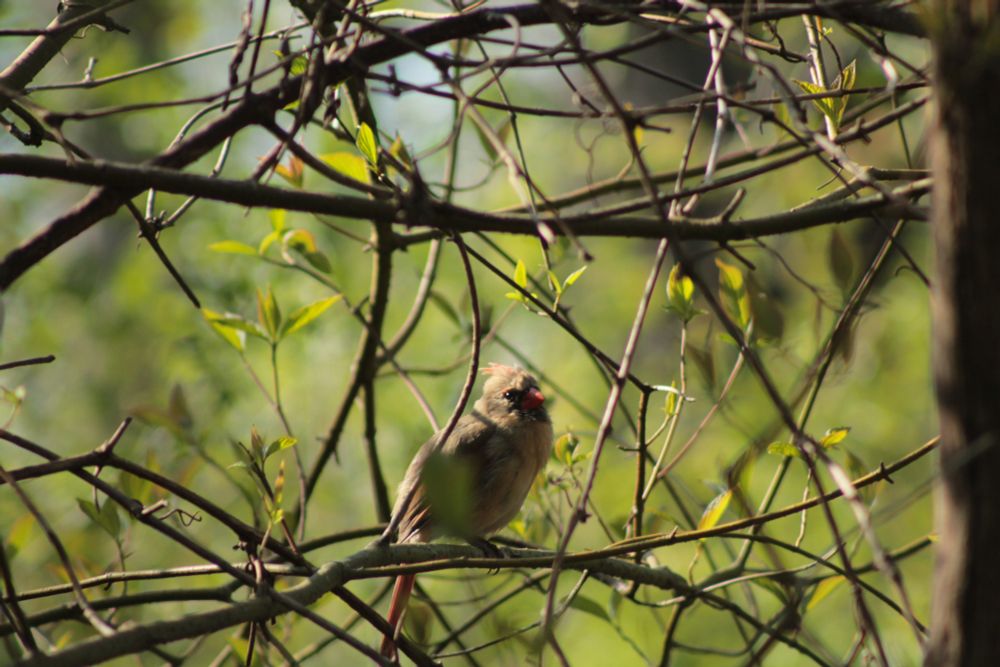 A green-gray female cardinal with a reddish beak looking into the distance.