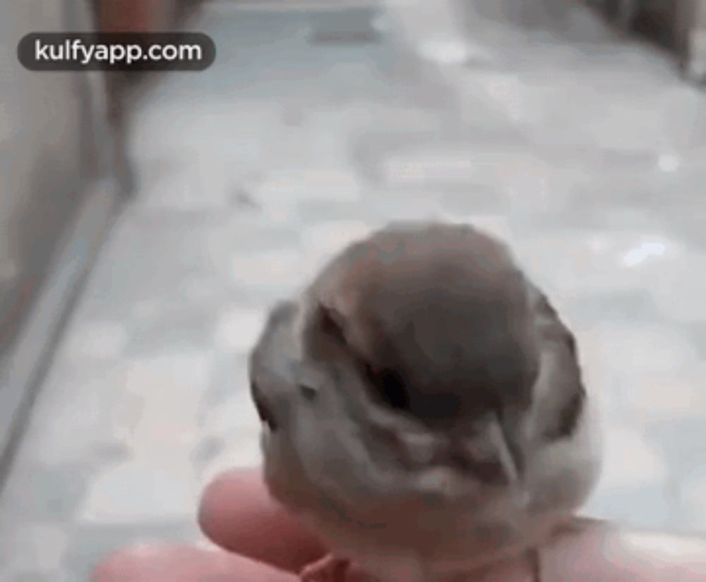 A Little Soul Warms Your Heart In The Lockdown.Gif GIF